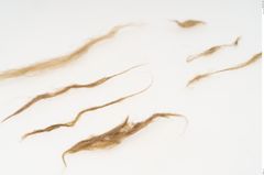 Etikett zu Haare (NHMW-PRAE-125688)